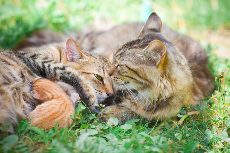 Cats-Anonymous-2-Adult-Cats-and-Newborn-Kitten-Family