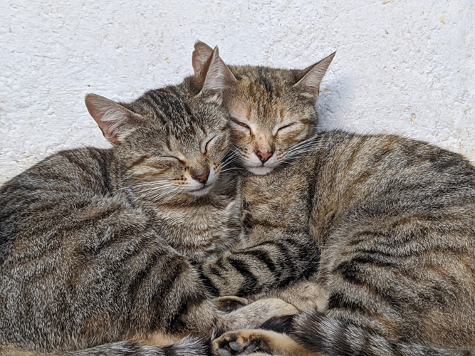 Cats-Anonymous-2-Cats-Cuddling