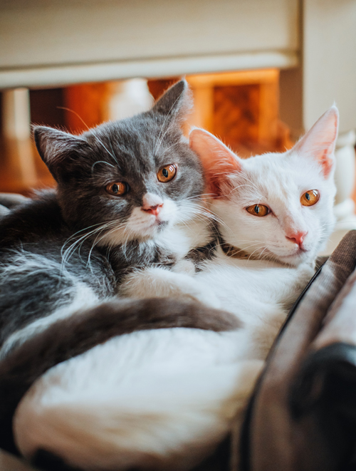 Cats-Anonymous-2-Cats-Relaxing