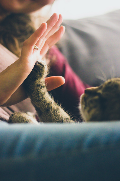 Cats-Anonymous-Cat-High-Five