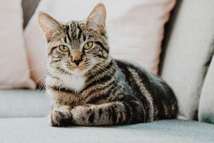 Cats-Anonymous-Cat-Looking-At-You