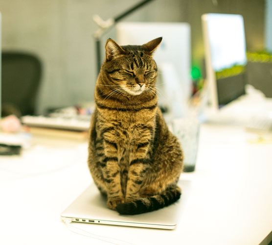 Cats-Anonymous-Cat-Sitting-On-Laptop