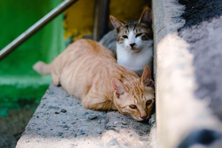 Cats-Anonymous-Feral-Cats