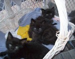 Cats-Anonymous-Foster-Homes