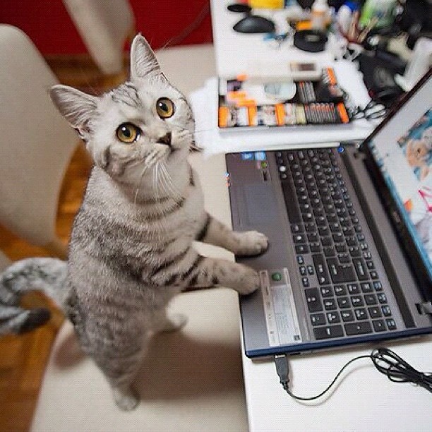 Cats-Anonymous-Office-Assistant