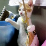 Cats-Anonymous-Shelter-Cleaner