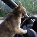 Cats-Anonymous-Volunteer-Driver